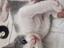Immagine 4