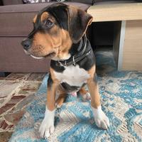 Cucciolo di amstaff tricolor