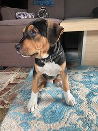 Cucciolo di amstaff tricolor