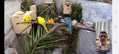 Coppie di parrocchetti monaci