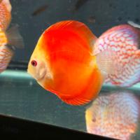 Discus