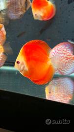 Discus