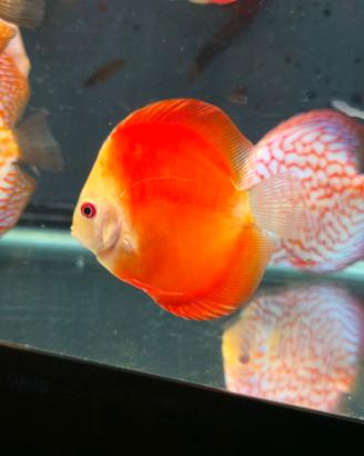 Discus