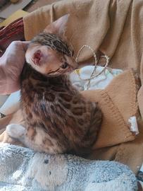 Dolcissima Gattina Bengala #pedegree #for breeding