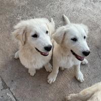 Cuccioli pastore Maremmano