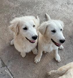 Cuccioli pastore Maremmano