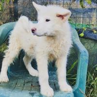 Alaskan Malamute cucciolo bianco