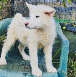 Alaskan Malamute cucciolo bianco
