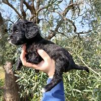 Setter inglese