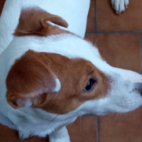 Jack Russell
