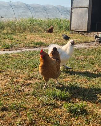 Gallo