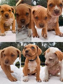 Cuccioli Pitbull Red nose ukc