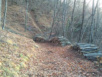 Bosco ceduo