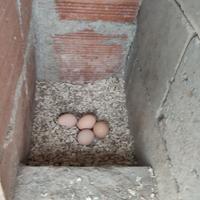 Ribusta maculata e robusta lionqta