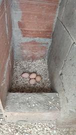 Ribusta maculata e robusta lionqta