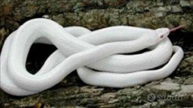 Serpente del grano