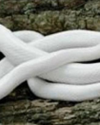 Serpente del grano