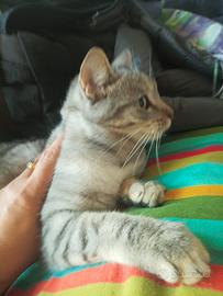 Due gattini di un anno