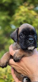Boxer cuccioli