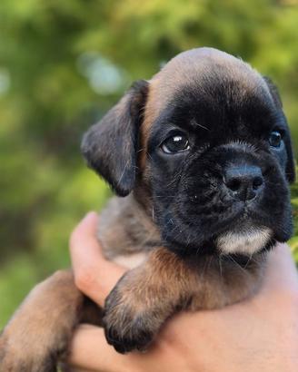 Boxer cuccioli