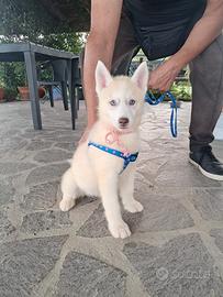 Cuccioli di siberian husky con pedigree Enci