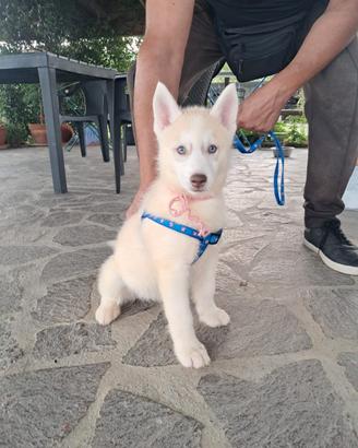 Cuccioli di siberian husky con pedigree Enci