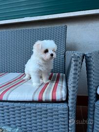 Maltese toy