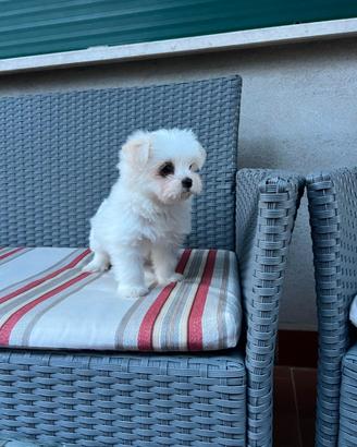 Maltese toy