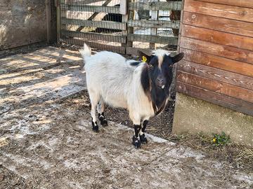 Capra / caprone maschio