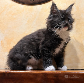 Cuccioli di maine coon