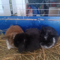 Cuccioli di coniglio minilop