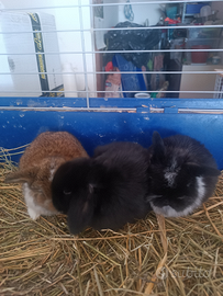 Cuccioli di coniglio minilop