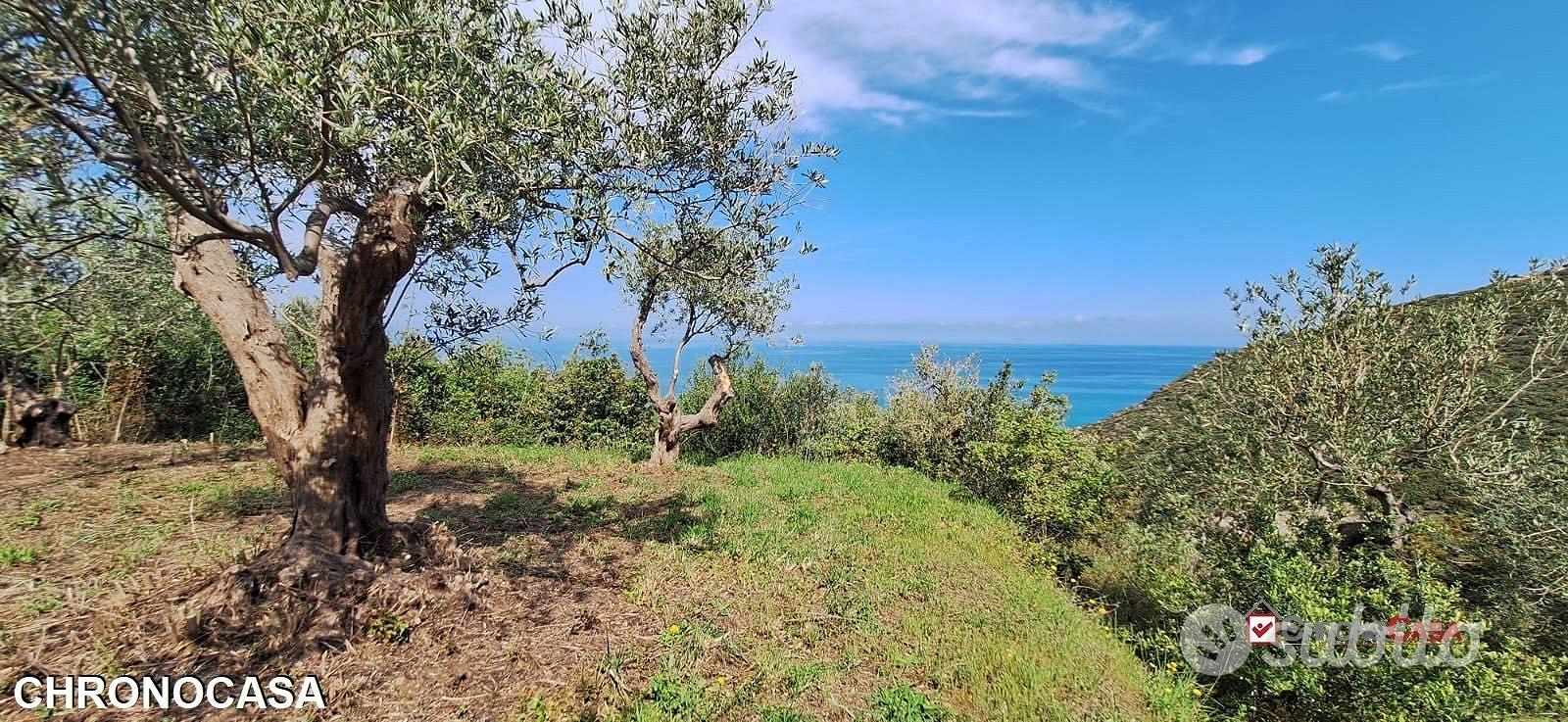 Pianotorre, uliveto terrazzato fronte mare - Vista 5
