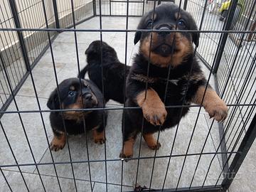 Cuccioli di Rottweiler