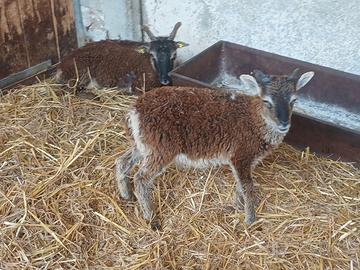 Soay