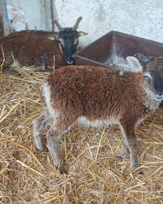 Soay