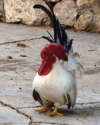galli galletti 