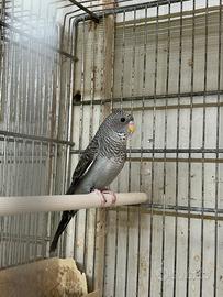 Animali