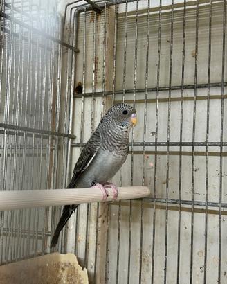 Animali