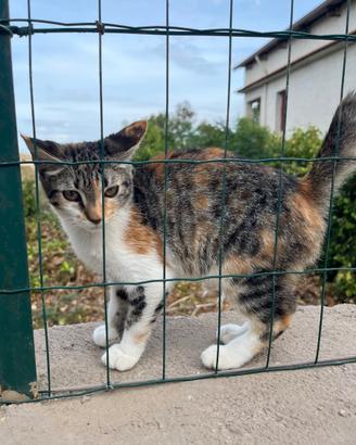 Gattina tricolore