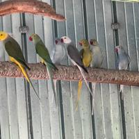Parrocchetti dal collare Cleartail Clertail