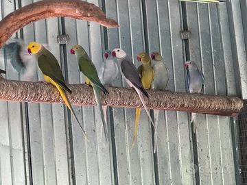 Parrocchetti dal collare Cleartail Clertail