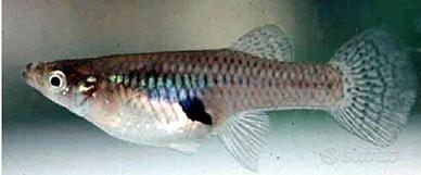 Gambusia pesce