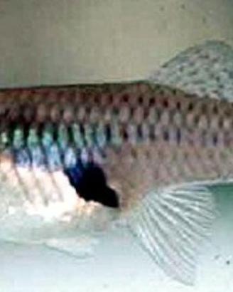 Gambusia pesce