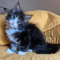 Cuccioli Maine Coon