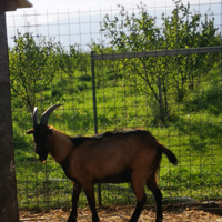 Capra
