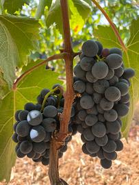 Uva Negroamaro Salento
