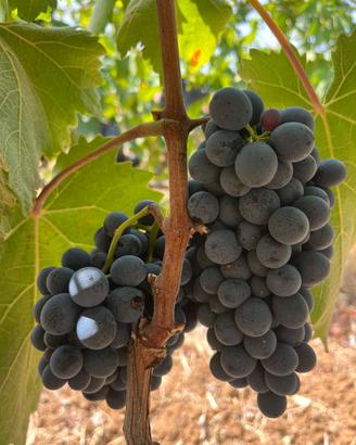 Uva Negroamaro Salento