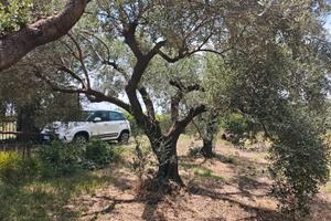 Terreno agricolo a Marcellina