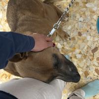 Cucciola dolce con bambini, affettuosa e coccolosa